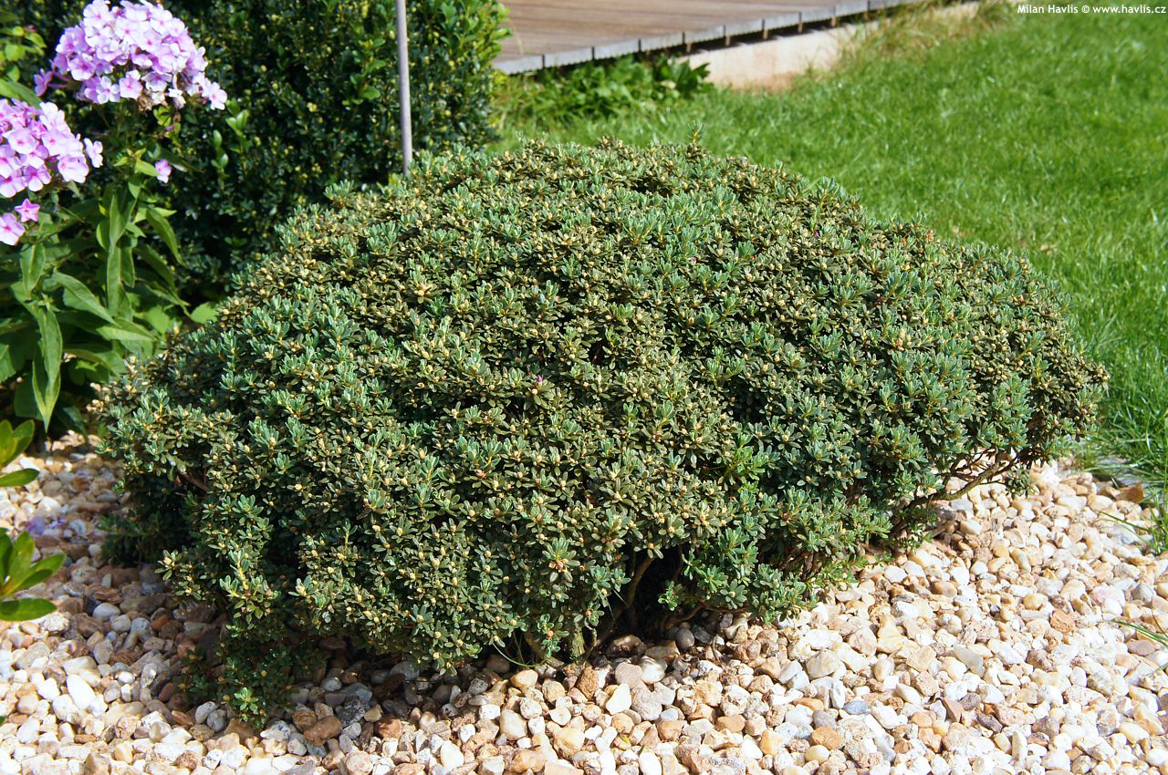 rhododendron impeditum