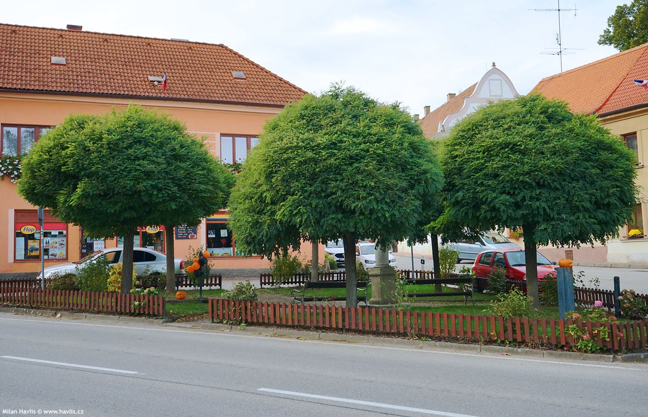 robinia pseudoacacia Umbraculifera