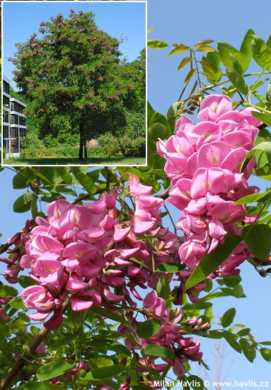Robinia x margaretta 'Pink Cascade' CASQUE ROUGE