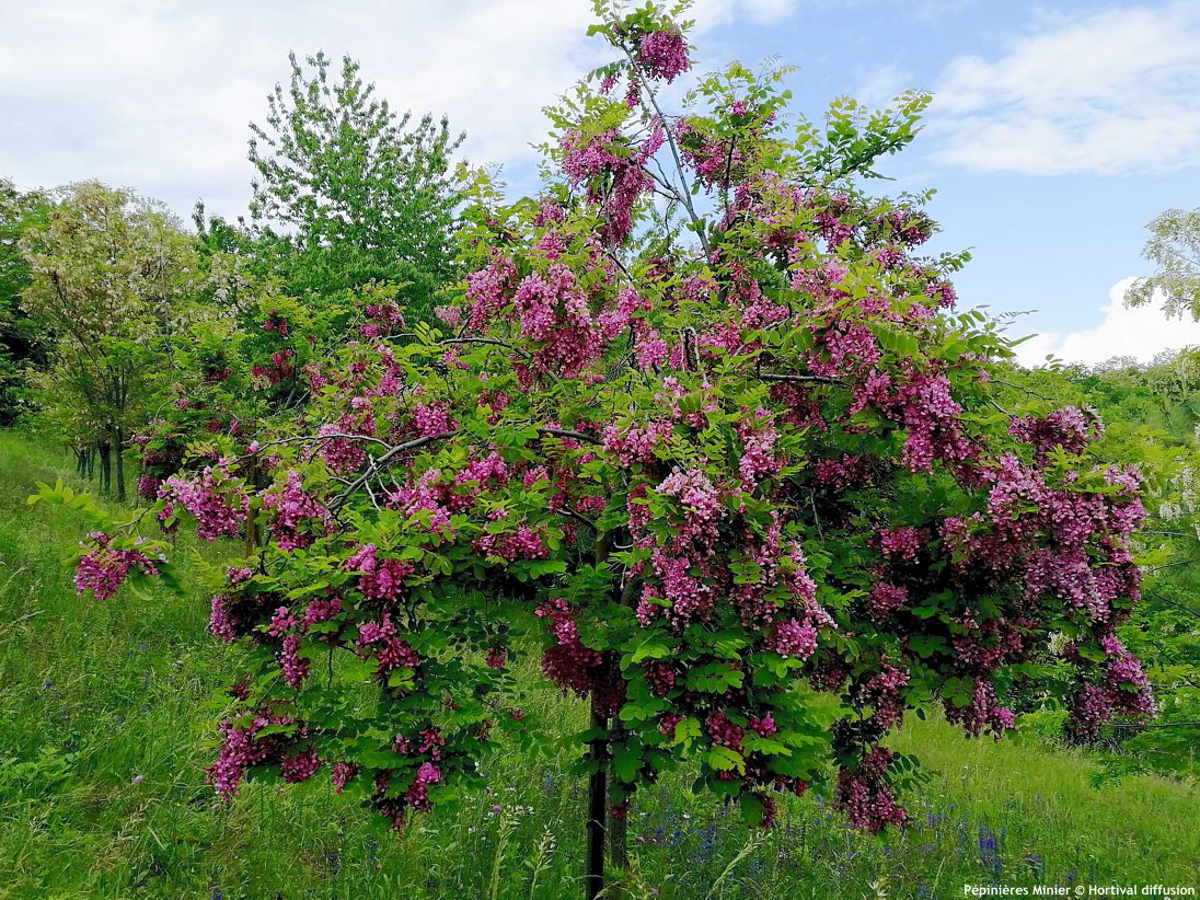 robinia x margaretta Giorgia da Torino