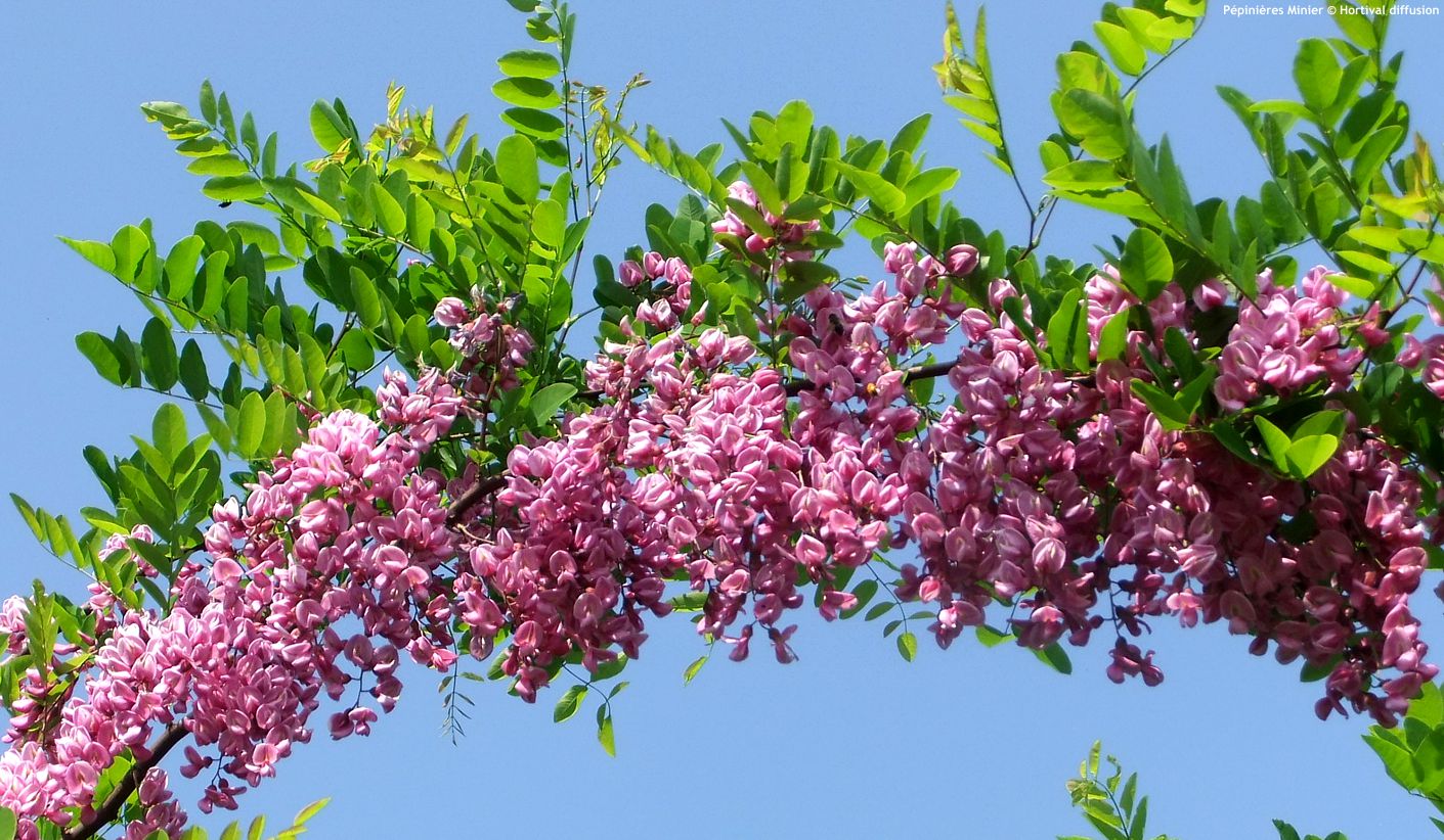 robinia x margaretta Giorgia da Torino
