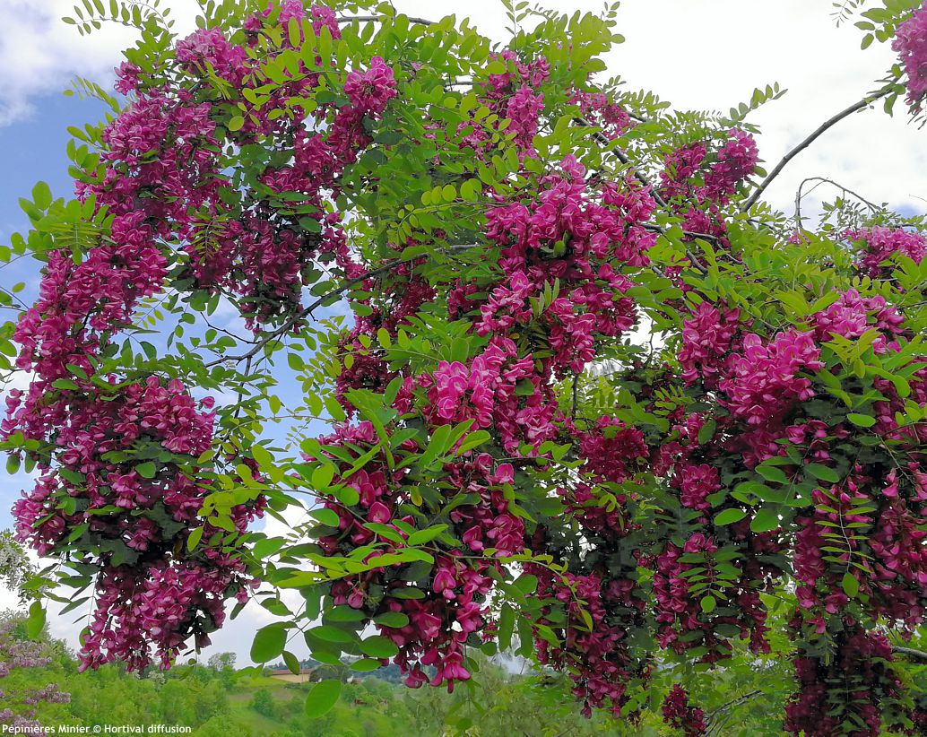 robinia x margaretta Giorgia da Torino
