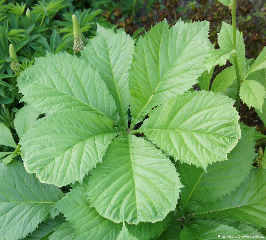 rodgersia aesculifolia
