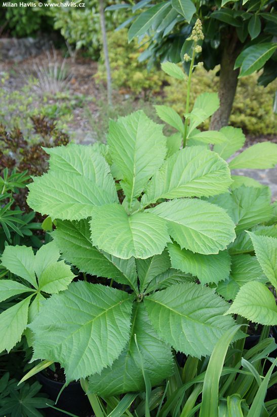 rodgersia aesculifolia