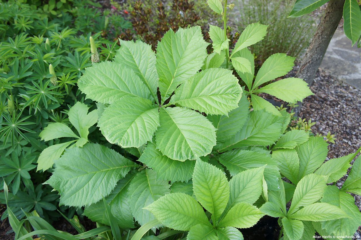 rodgersia aesculifolia