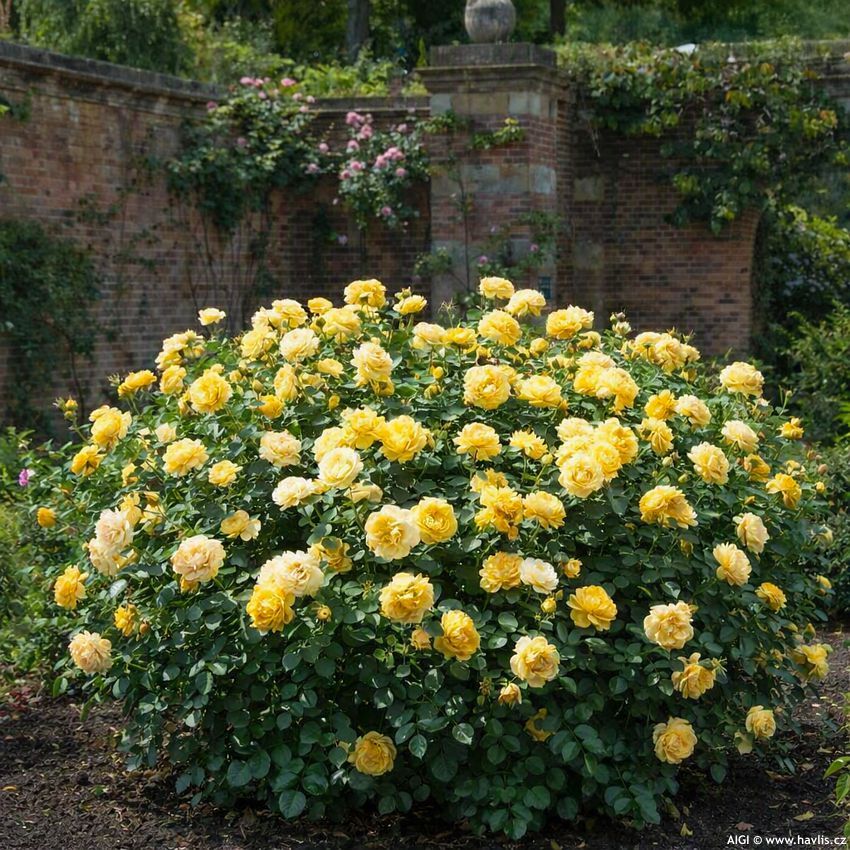 rosa Absolutely Fabulous 2026 AIGI 1.jpg