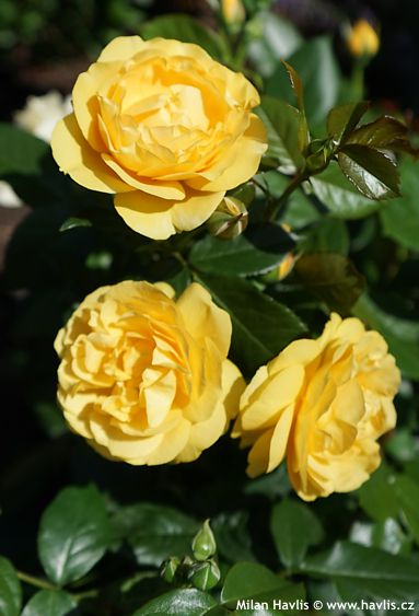 Rosa 'Wekvossutono' ABSOLUTELY FABULOUS