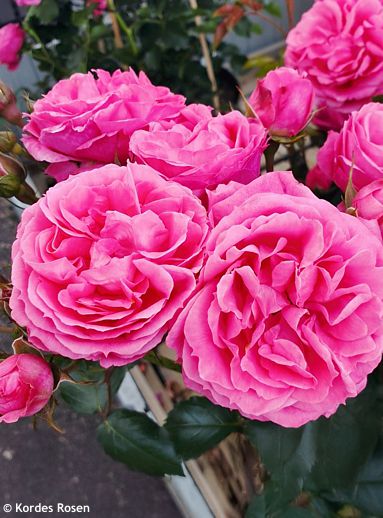 Rosa 'KORfloci23' MOIN MOIN® (‚Pink Flower Circus‘)