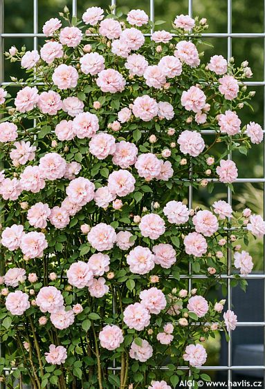 Rosa 'Korsilu 09' ROMANTIC SILUETTA