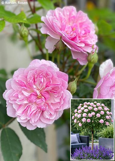 Rosa 'Korsilu 09' ROMANTIC SILUETTA