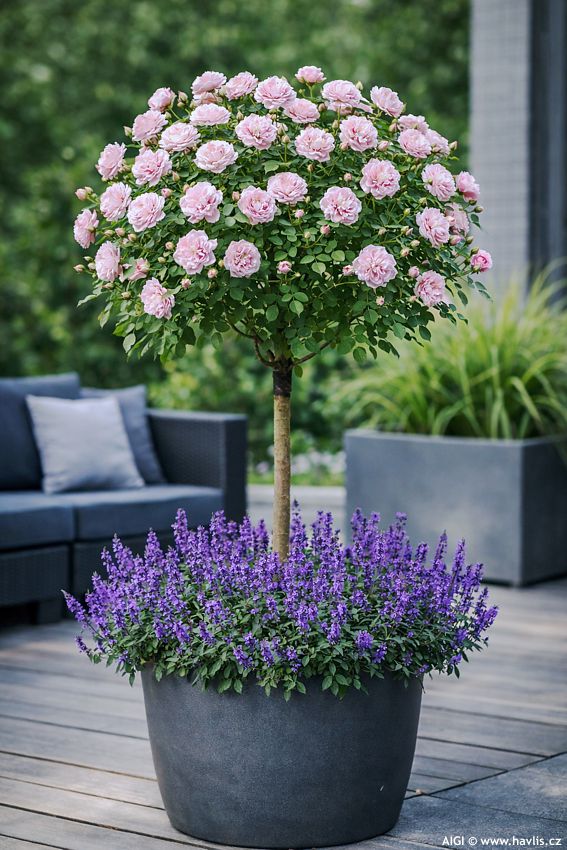 rosa Romantic Siluetta STROMEK 2026 AIGI 1.jpg