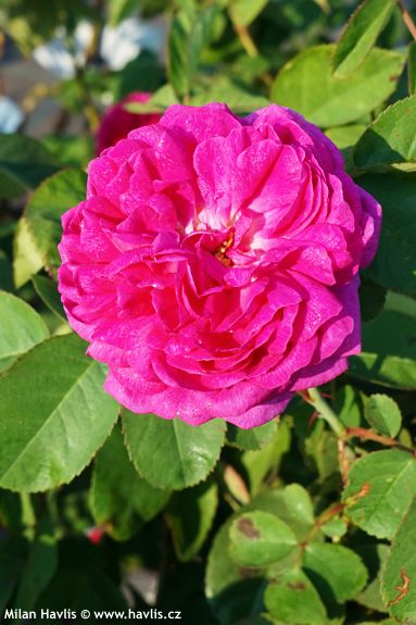 Rosa 'ROSE DE RESHT'