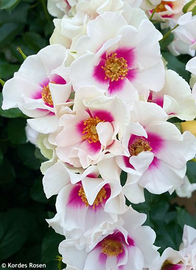 Rosa 'Korreform 500' (x Hulthemosa) SEE YOU IN PURPLE