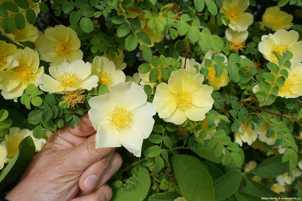 rosa hugonis