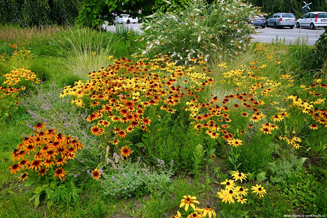 rudbeckia hirta 2021 záhon.jpg