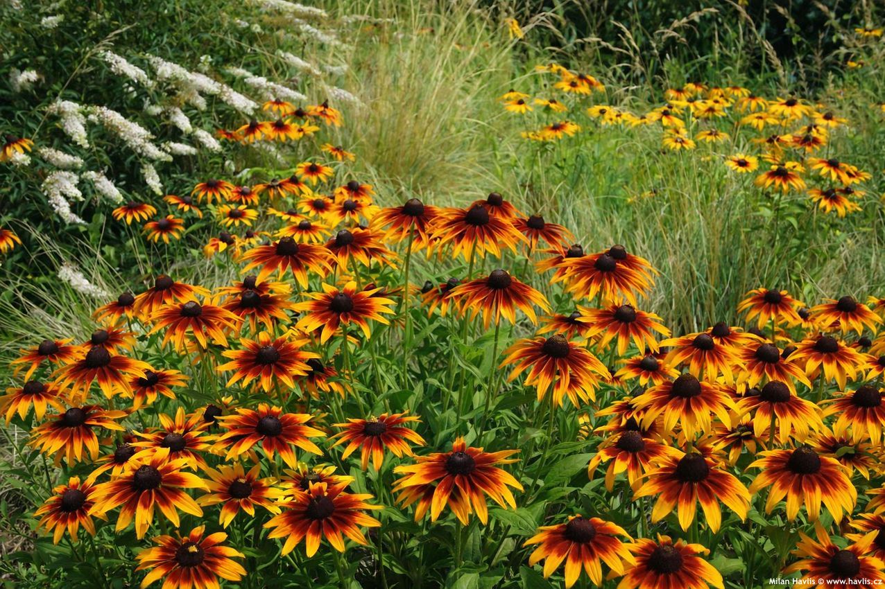 rudbeckia hirta Cappucino 2026 AIGI 1.jpg