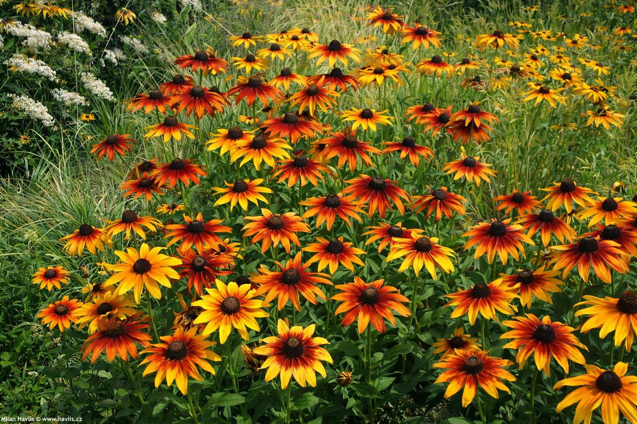 rudbeckia hirta Cappucino 2026 AIGI 2.jpg