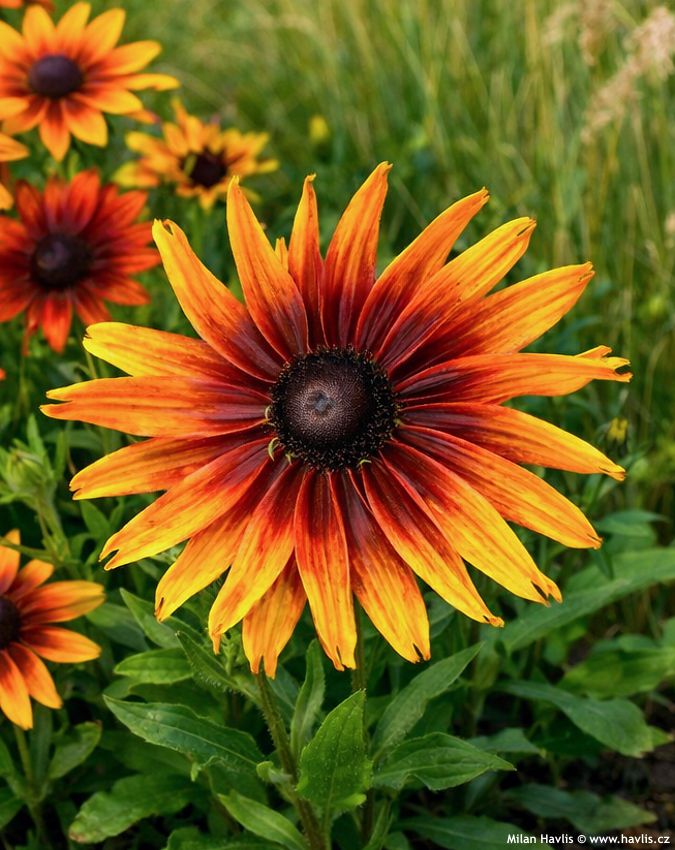 rudbeckia hirta Cappucino 2026 AIGI 3.jpg