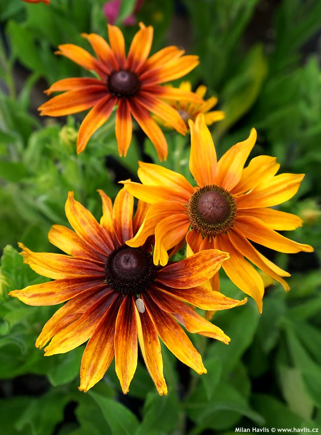 rudbeckia hirta Cappucino 2026 (2) edit.jpg