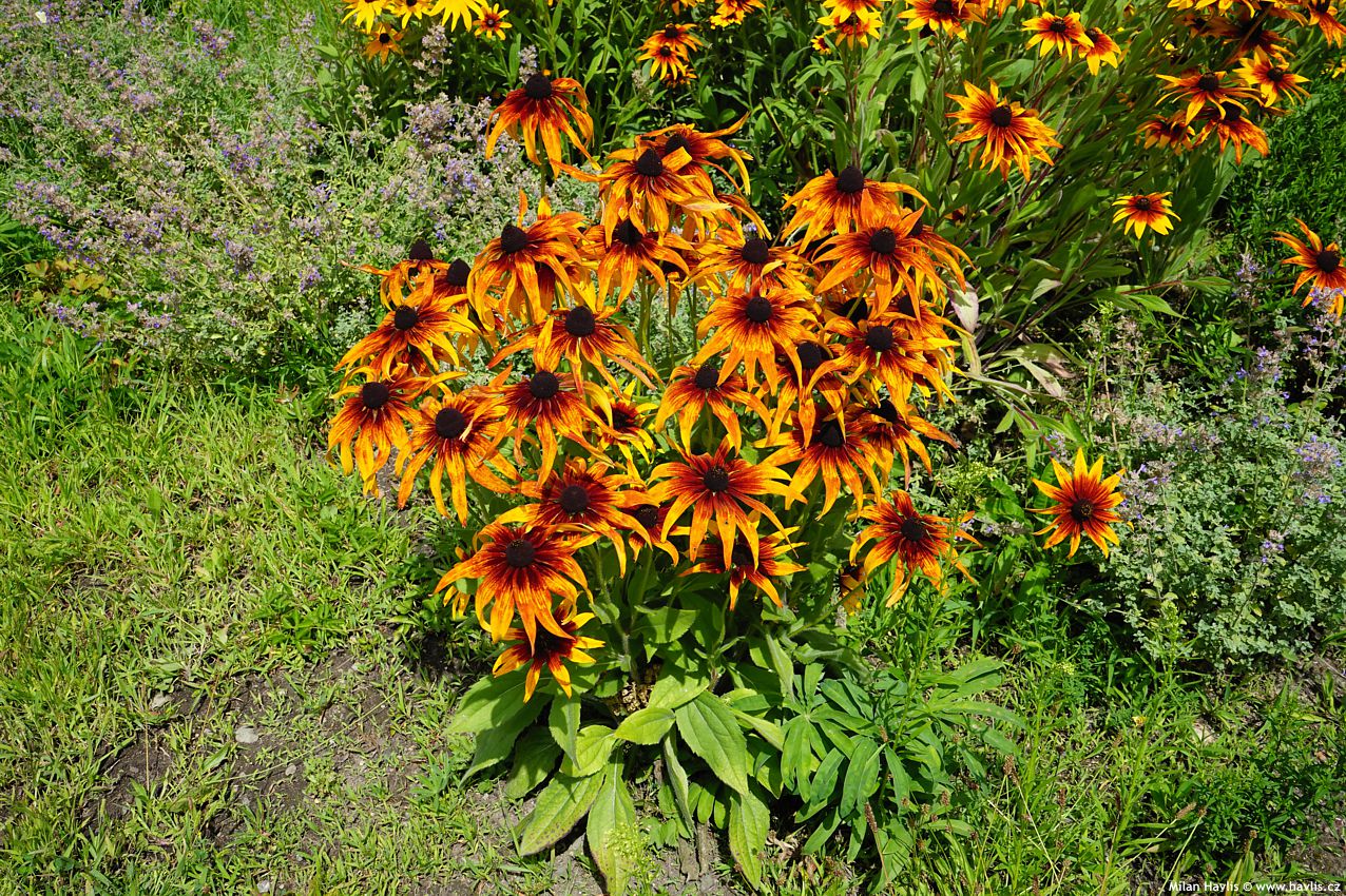 rudbeckia hirta Cappucino asi 2021 1.jpg