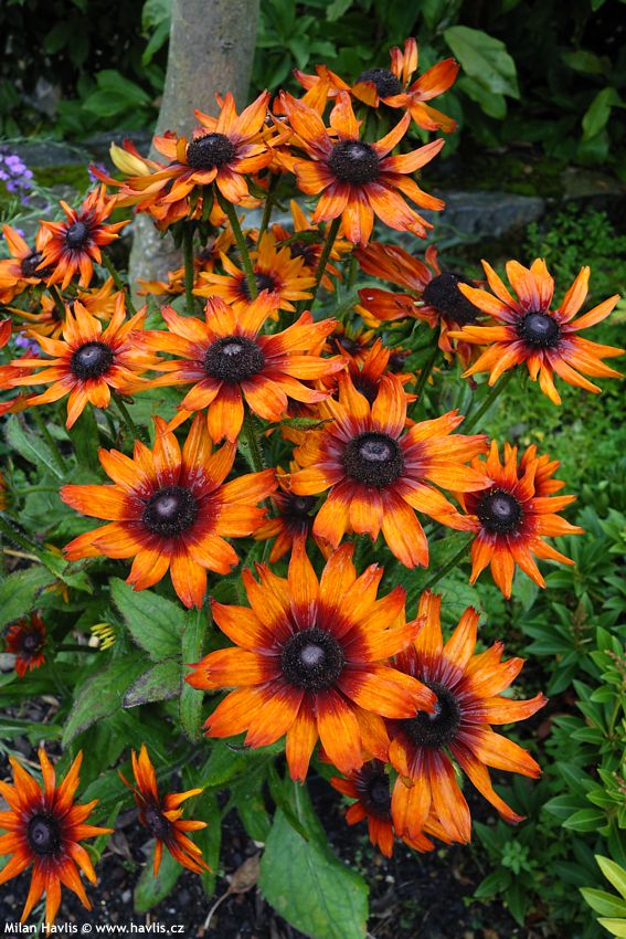 rudbeckia hirta Cappucino asi 2021 2.jpg