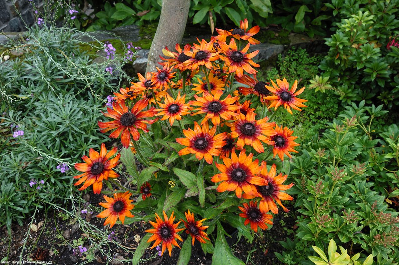 rudbeckia hirta Cappucino asi 2021 3.jpg