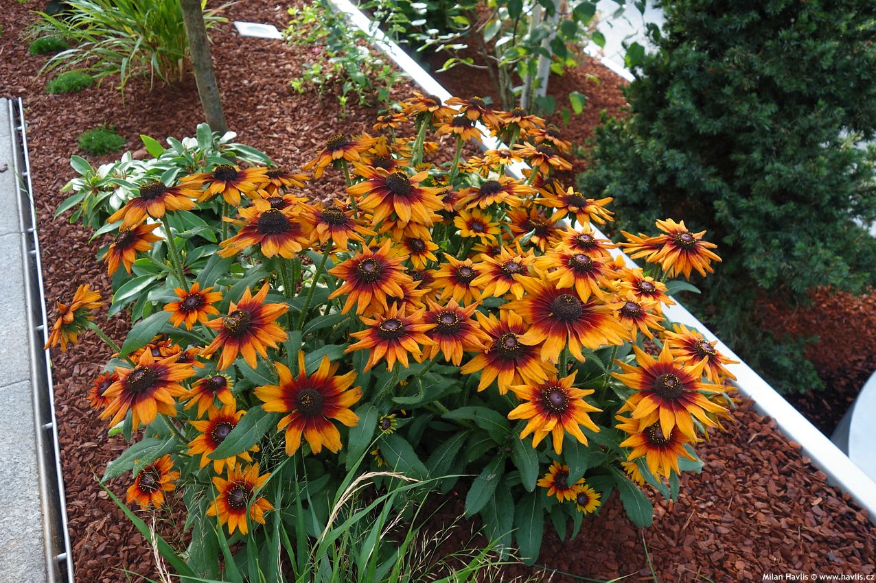 rudbeckia hirta Cappucino asi 2021 4.jpg
