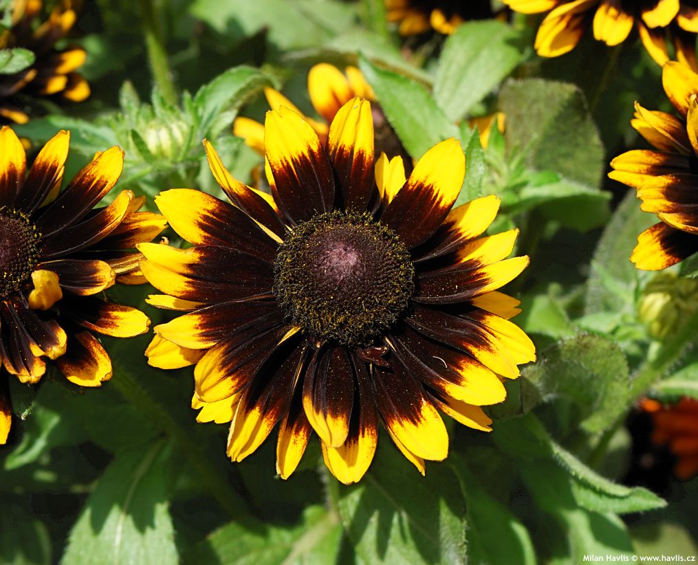rudbeckia hirta Rudy Mini Yellow Black