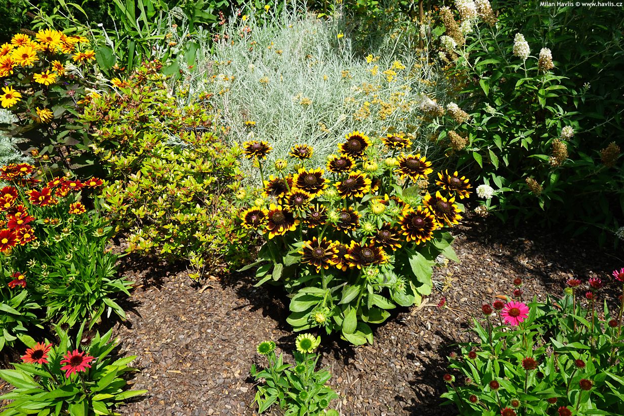 rudbeckia hirta Rudy Mini Yellow Black