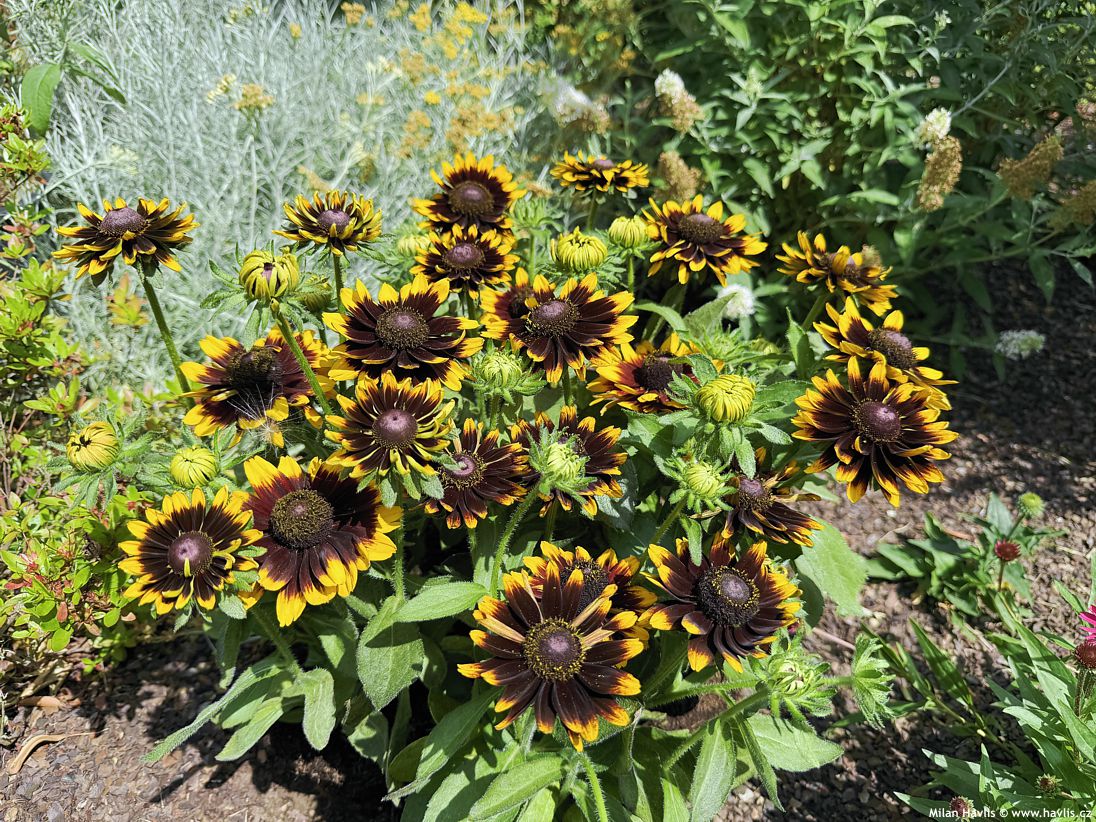 rudbeckia hirta Rudy Mini Yellow Black