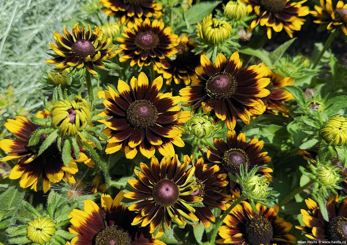 rudbeckia hirta Rudy Mini Yellow Black