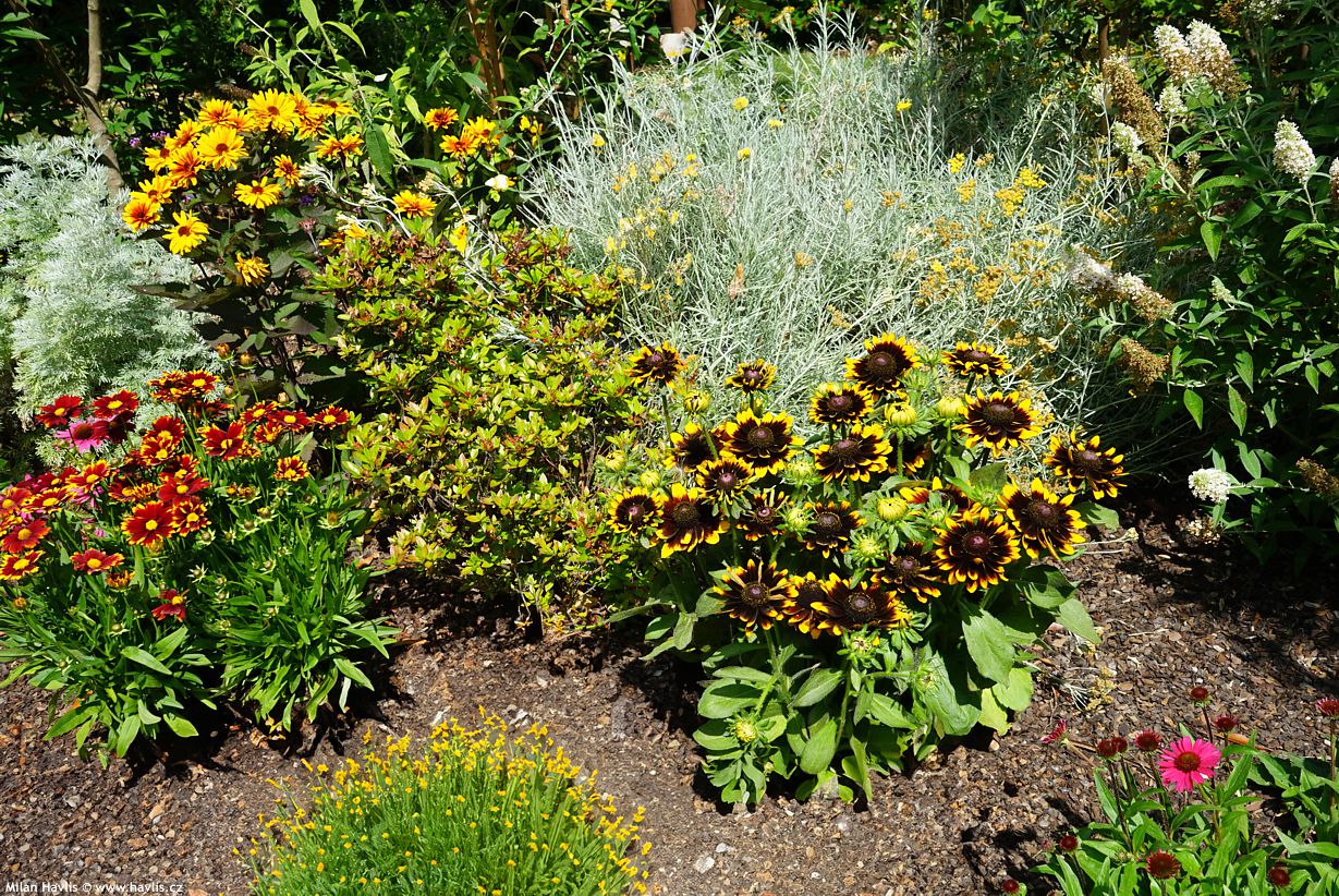 rudbeckia hirta Rudy Mini Yellow Black