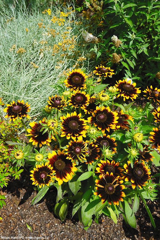 rudbeckia hirta Rudy Mini Yellow Black