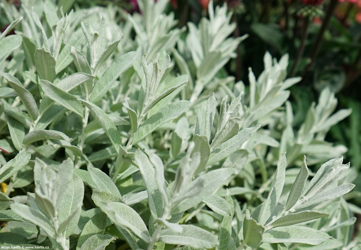 salix candida Iceberg Alley