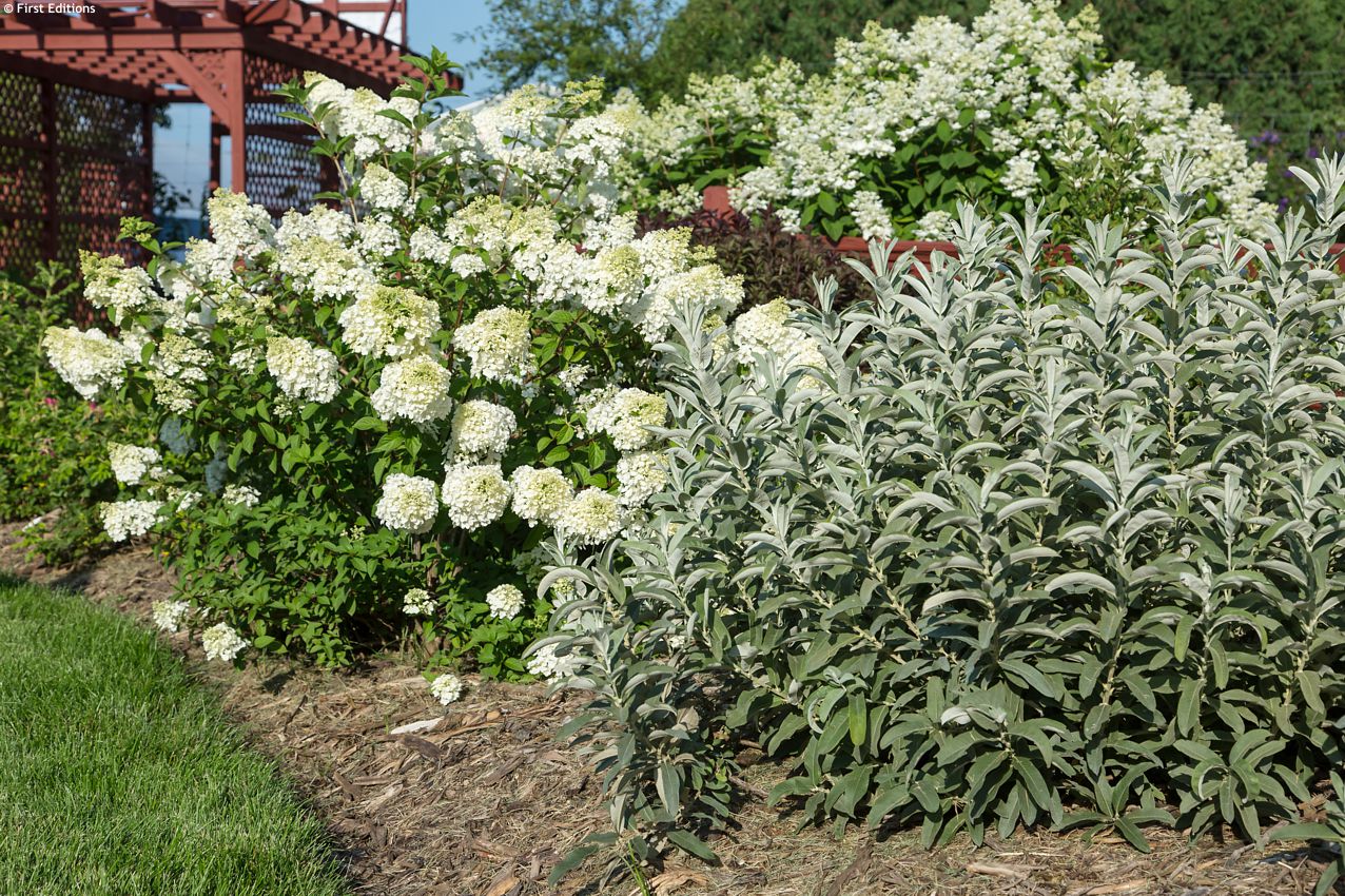 salix candida Iceberg Alley