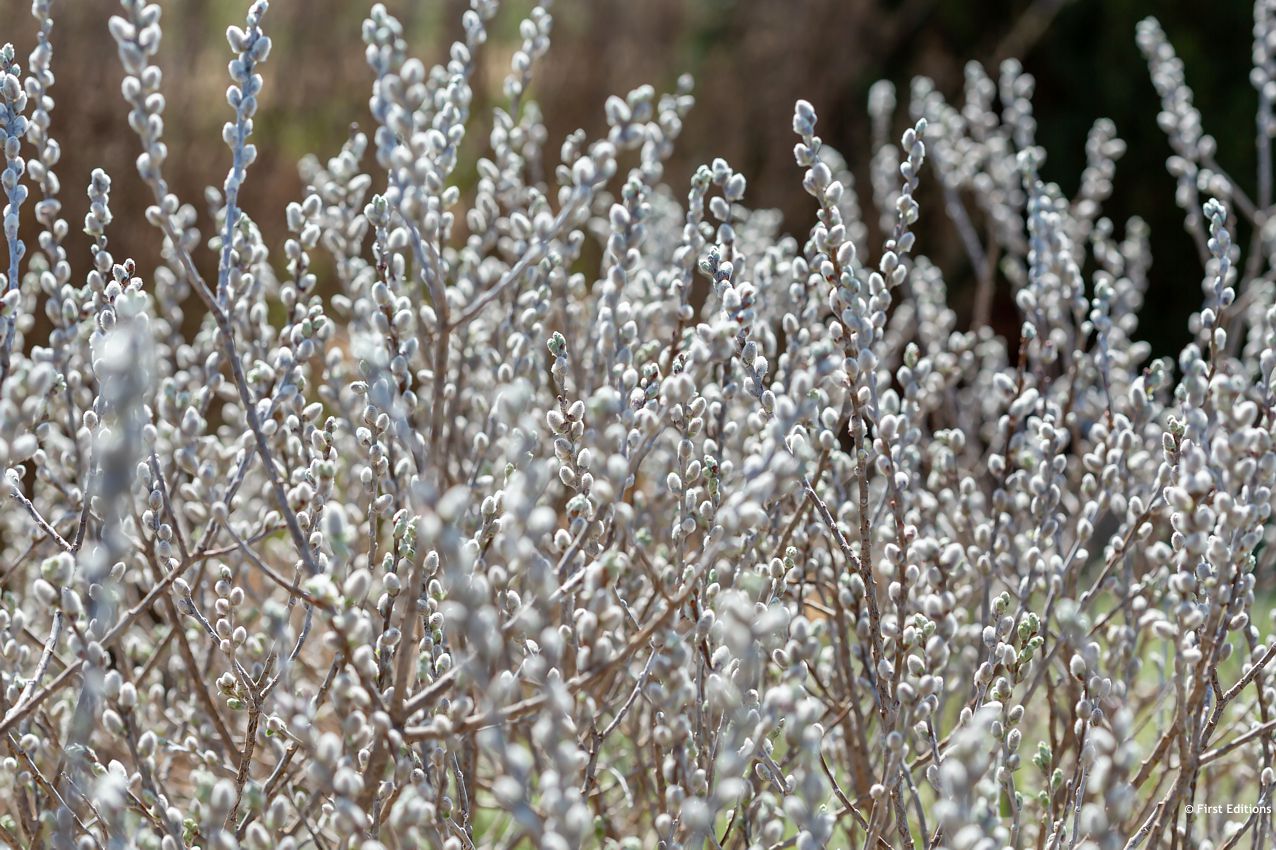 salix candida Iceberg Alley