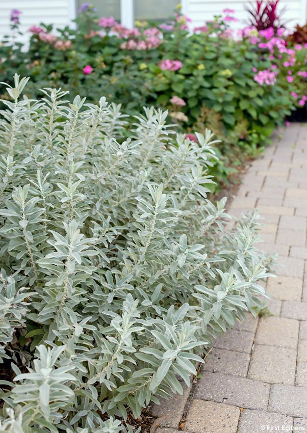 salix candida Iceberg Alley