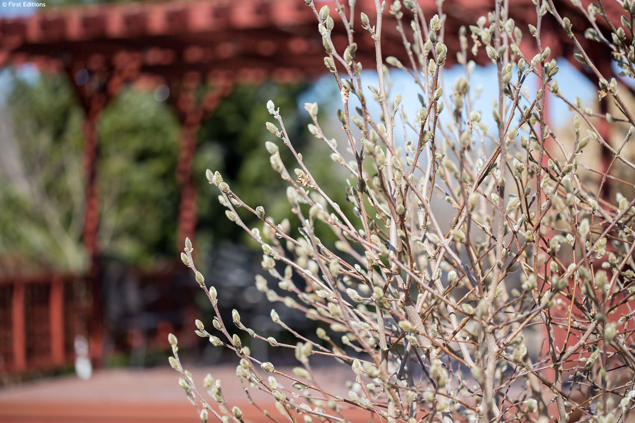 salix candida Iceberg Alley