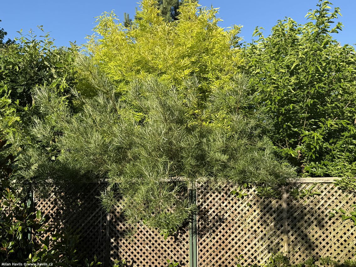 salix elaeagnos Angustifolia