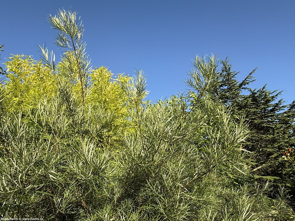 salix elaeagnos Angustifolia