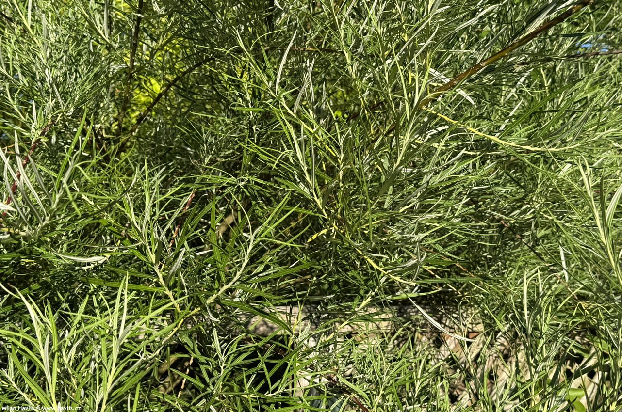 salix elaeagnos Angustifolia