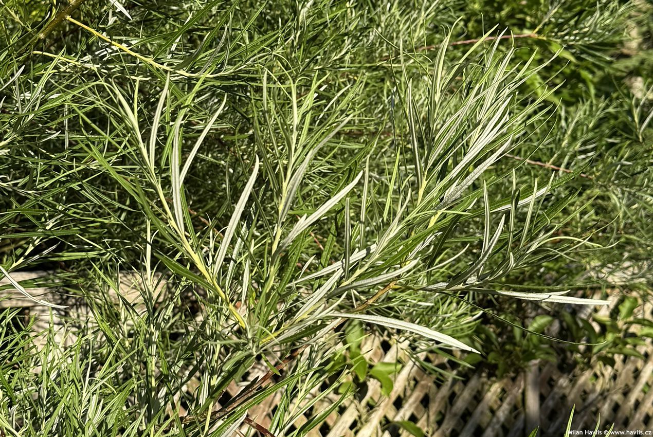 salix elaeagnos Angustifolia