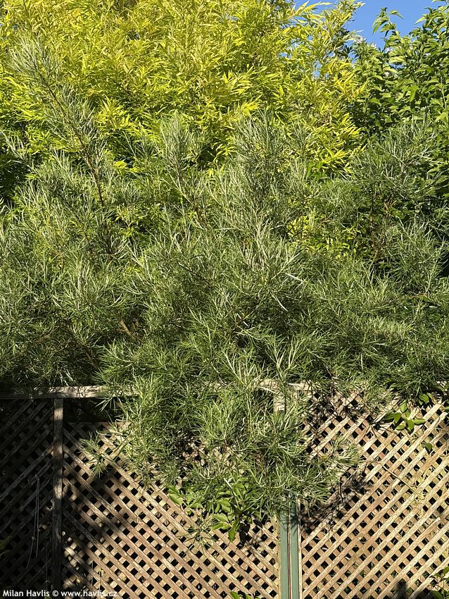 salix elaeagnos Angustifolia