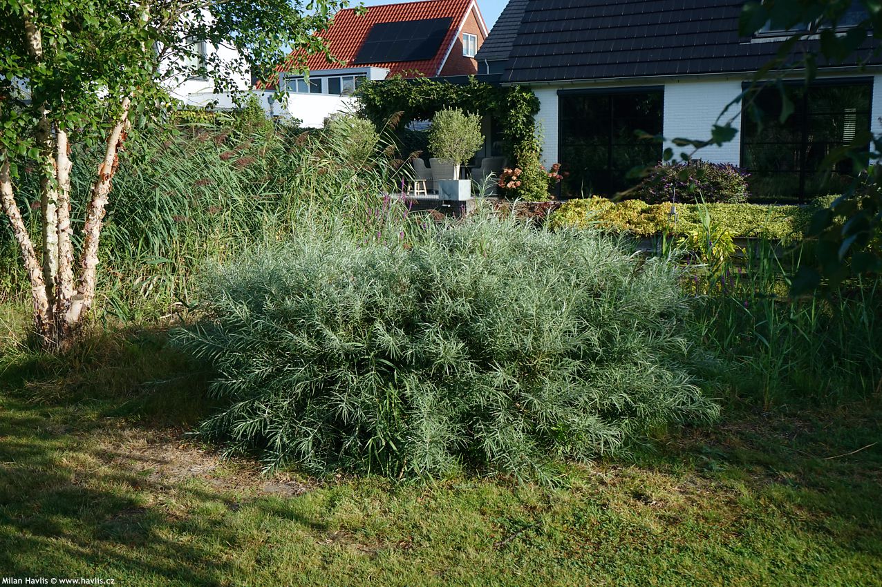 salix elaeagnos Angustifolia