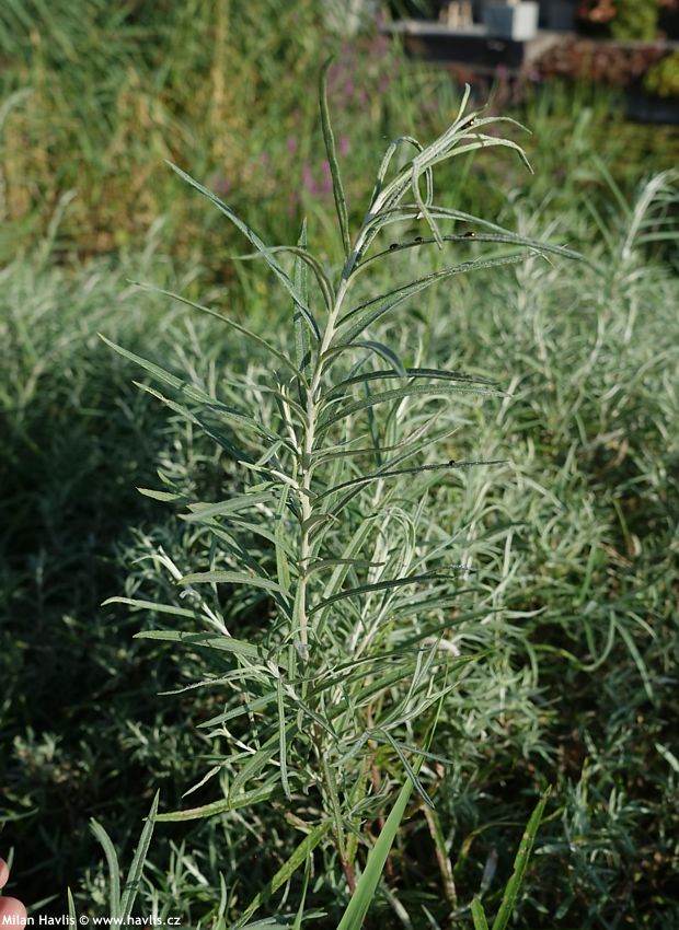 salix elaeagnos Angustifolia