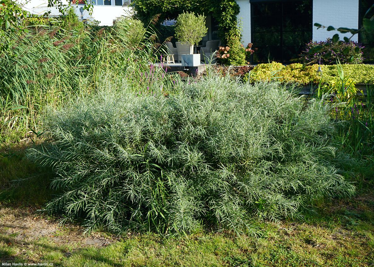 salix elaeagnos Angustifolia
