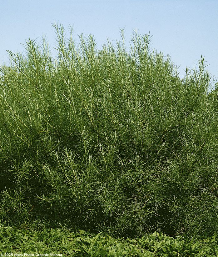 salix elaeagnos Angustifolia