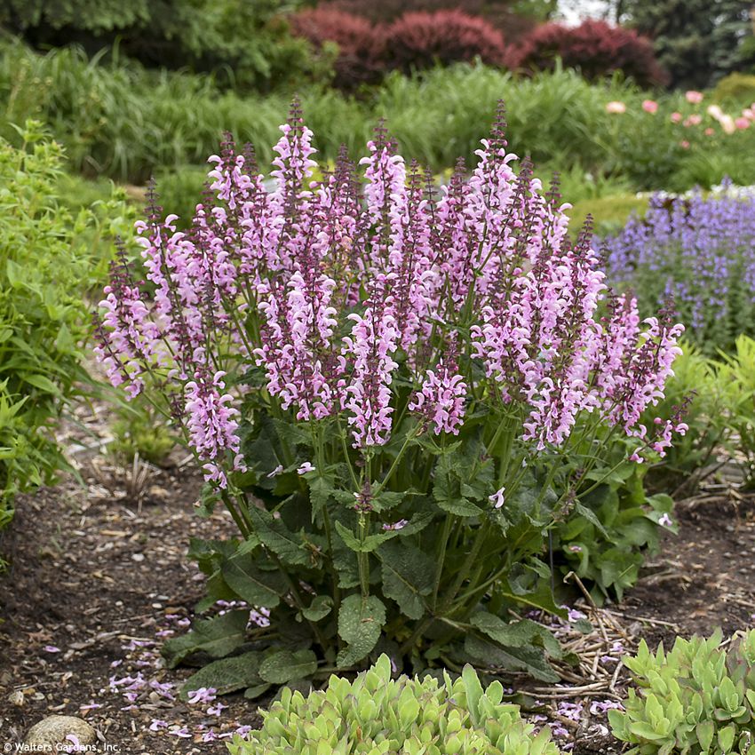 salvia Ballerina Pink WALTERS 1.jpg