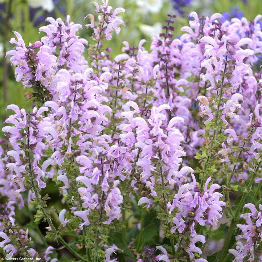salvia Ballerina Pink WALTERS 2.jpg