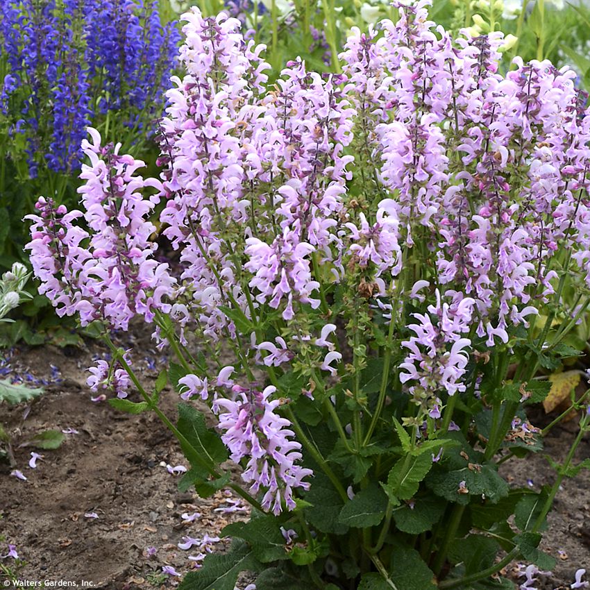 salvia Ballerina Pink WALTERS 3.jpg